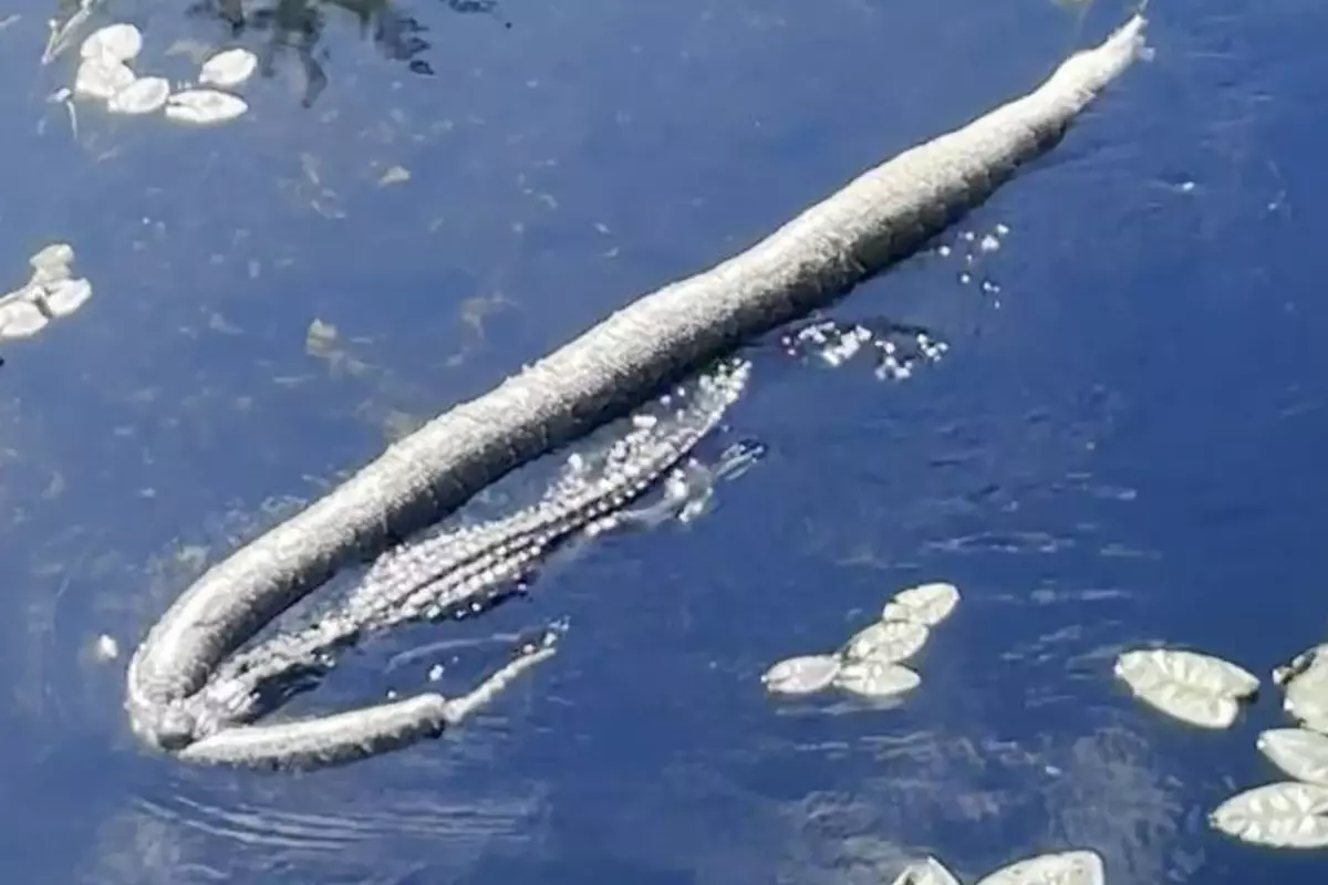 Everglades Milli Parkı'nda Çarpıcı Bir An