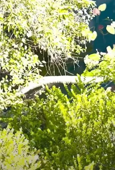 Florida’da İstilacı Türler ve Çevresel Etkiler